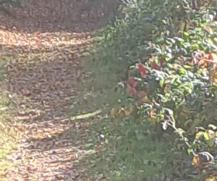 IMG-20241023-WA0018